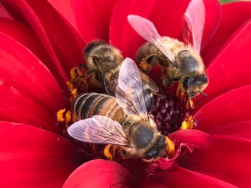 Winterbourne bees