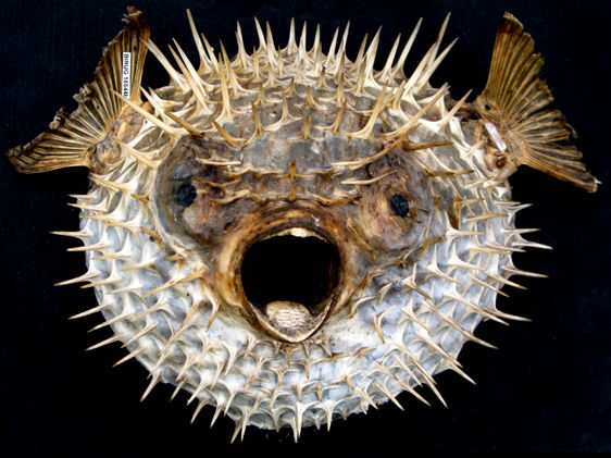 Porcupine-fish