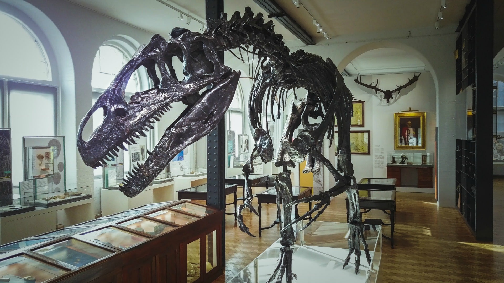 'Roary' the Allosaurus skeleton on display in the Lapworth Museum.